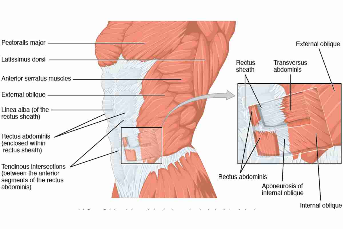 What Are Core Muscles And Why Are They Important?