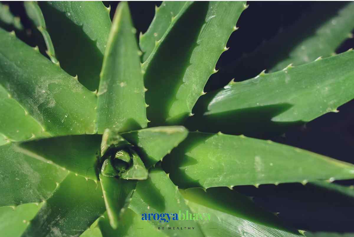 Herbal Remedy: Aloe Vera A Natural Elixir