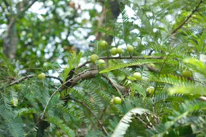 Amla (Indian gooseberry)