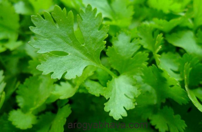 Coriander Juice: Magical Benefits Of Coriander You Didn't Know