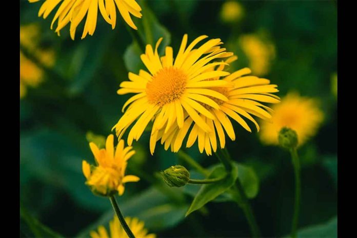 The Properties and Benefits of Arnica Extract