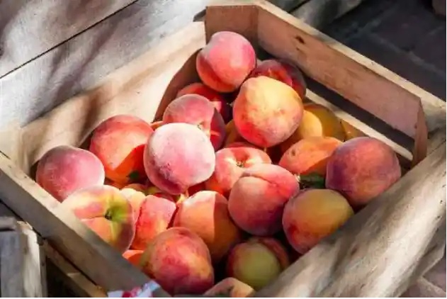 What is peculiar about Peaches and Plums?